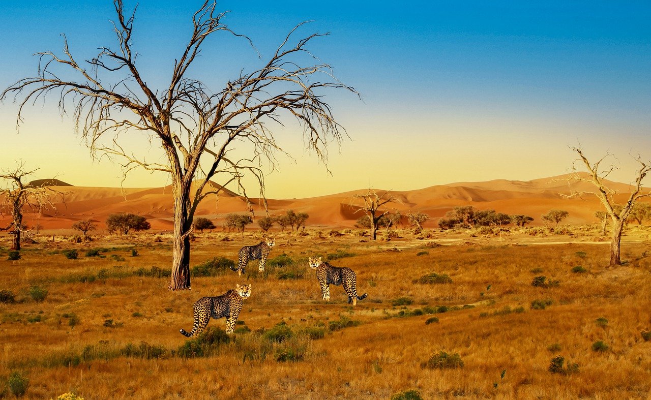 Serengeti Vegetation